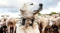 为什么狼群不攻击有牧羊犬的羊群？真打不过狗？