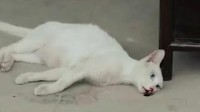 21年的“虐猫”热搜 《当家主母》小白猫案细节公开