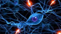 科学家驯服寄生虫帮人类治病：可携带药物进入大脑