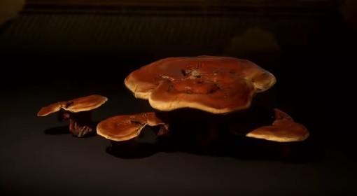 《黑神话：悟空》草药灵芝效果介绍