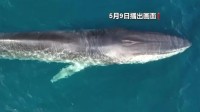 日本将长须鲸列入商业捕鲸范畴 澳大利亚表示非常失望