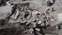 韩国出土500年前牛骨头 专家：太罕见了 要研究一年