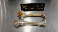 旅客腿绑2根狮骨入境被查：总计1.1千克 系濒危动物