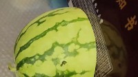 北化录取通知书能切西瓜 不怕火烧：碳纤维打造