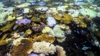 大堡礁周围海洋温度达400年来最高 珊瑚大规模死亡