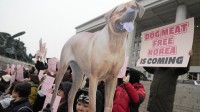 韩国禁食狗肉法正式实施：将全面禁止饲养屠宰行为