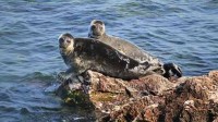 生物监狱?3万平方公里的贝加尔湖 80%物种独一无二