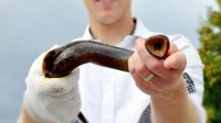 黑龙江男子捞“小杂鱼”卖被抓 其中有12条很“刑”