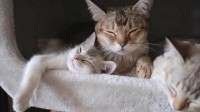 研究称猫主人比狗主人更焦虑孤独 容易受到负面影响