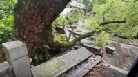 西湖边500年古树被撞断 法院判决赔偿11万用于修复