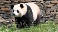 大熊猫院舍疑遭游客吐痰 基地：反馈后会拉入黑名单