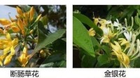 女子自制凉茶喝完中毒：误把断肠草当作金银花