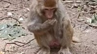 断臂猕猴闯入村民家 住进鸡窝吃掉一百多个鸡蛋