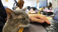 东京一公司雇11只猫减少“班气” 猫咪带给人幸福感