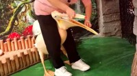工作人员从鹈鹕嘴里掏出“同事” 这次是只鸽子
