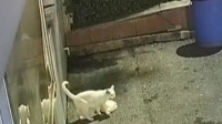 外卖脱骨鸡被盗报警发现1只小猫 外卖小哥:不再追究