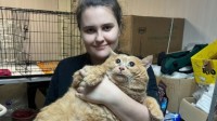 一只流浪橘猫被邻居喂到17公斤 需要3万卢布来减肥