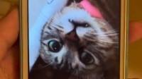被锁十年的iPhone终于解锁 里面还有已去世猫猫视频