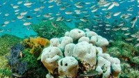 研究称第7个地球生命支持系统即将越界 共9个已过6个
