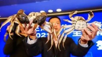 盘锦新一届蟹王蟹后来了：公河蟹重637.4克当选蟹王