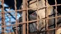 韩国将帮助50万只肉用犬找寻新家 每只补贴60万韩元