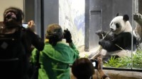 日本数千人排队道别大熊猫：迈入高龄回国治疗