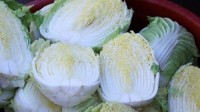 价格疯涨 韩国拟从中国进口1100吨大白菜以稳定菜价