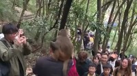 男子爬山被猴子骑脖摘假发 网友：就挺秃然的 
