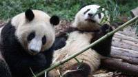 游客在熊猫基地外展场地放飞无人机 官方：终身禁入