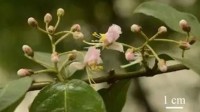 广西发现新物种阳朔风筝果 数量极为稀少
