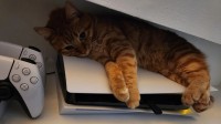 宠物猫喜欢趴PS5主机引主人担忧 网友建议定期除毛