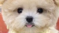 女子花1.9万元买的泰迪犬被裁双耳 连眼线都是画的