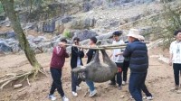 景区徒手抓野猪活动已取消 被质疑安全性和合规性