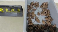 3名男子内裤夹层共藏236只幼年大鳄龟 被海关查获