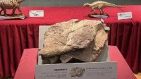 香港首次发现恐龙化石 将与内地专家将合作研究