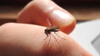 花钱请人每周放30万只不咬人的蚊子 防治登革热传播