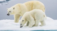 被细菌、寄生虫感染风险增高 北极熊面临新生存威胁