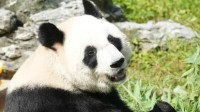 腾讯研发大熊猫模型：能实时识别每一只大熊猫了