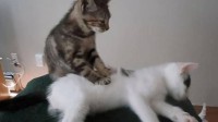 1200年前陶片揭示猫咪揉捏本能 有小猫