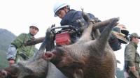 野猪泛滥多地赏金猎捕野猪 猎人称猎捕成本高