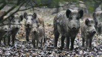野猪肉为啥不能上餐桌 专家：盲目放开或破坏食物链
