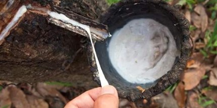 没用的知识又增加了：非洲首次发现能吃塑料的昆虫