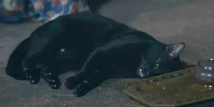大热泰剧陷虐猫丑闻 猫咪中毒情况太真实网友起疑