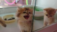你怎么看：女子免费领养猫咪陷“猫贷”纠纷！