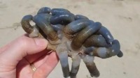 你敢信吗：澳洲海滩现诡异生物 如手指交缠恐有剧毒