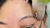 鹦鹉持续啄了一个多小时拔光主人眉毛 还以为在按摩