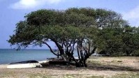 这种“苹果树”全株有毒太魔性 不能摸也不能烧
