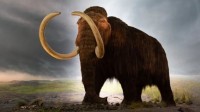 猛犸象3000年前才灭绝:8只被困孤岛 又繁衍6000年