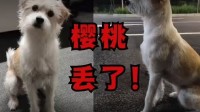 小米可爱宠物员工“樱桃”走失 官方悬赏万元寻狗