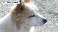 韩空难一家9口遇难仅剩小狗苦等 动保组织介入收养